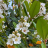 日陰対策の剪定とシャリンバイの花