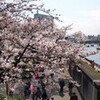 桜漫遊〜三ツ目通り・隅田公園・隅田川〜