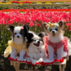 花咲く季節に想うこと🌷