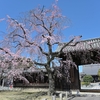 妙覚寺大門の枝垂れ桜