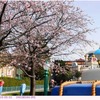 アタミザクラ　〈熱海桜〉