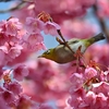 🌸東京品川 荏原神社　寒緋桜が満開です🌸