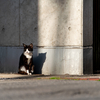 地元繁華街のねこさん