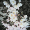 夜桜。露に濡れつつ。