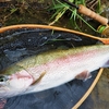 魚は一晩経つと昨日のことを忘れるのか。