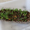 ツメレンゲ到着・植え付け他