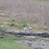 オーストラリアヅル(Brolga)