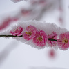 しっかり雪が積もった梅の花