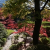 🍁旧古河庭園の美しい紅葉❗