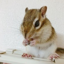 シマリスまろんとロボロフスキーの日常