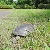 袖ケ浦公園の夏