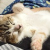 かわいい2か月の兄弟子猫ちゃん7/26(日)里親会(譲渡会)参加予定