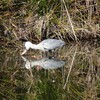 池の鳥と電線の鳥