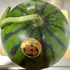 冬収穫のすいか 🍉