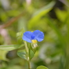 露草、栗ごはん、丸おくら。