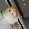 コザクラインコに癒されています(≧▽≦)