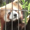 熊本市動植物園に仲間入りしたレッサーパンダ