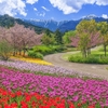 国営アルプスあづみの公園！2025年スプリングフェスタの魅力