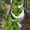 間引いた袋栽培のごぼう　と　プランターで育っている空芯菜