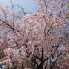 京都桜見物（その１）