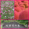 大宮花の丘公園