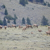 Large Elk Herd