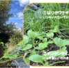 庭で秋野菜 23【はつかワケギ、チンゲンサイ】