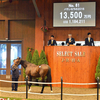 【2017年度サラブレッド1歳市場(Yearling)市場取引成績】-ハーツクライ編