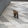 猫生の違い