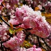 今週の一枚・八重桜