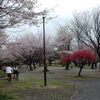 近隣の「南河原公園」付近で花見！！ー（散り桜）