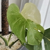 モンステラの新葉。２枚目は成長スピードアップ！