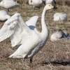 千葉県の野鳥①　ヒシクイ・シノリガモ他　２０２４年２月１１日