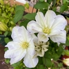 大輪の白い花＊育てやすい初心者向けのクレマチス＊＆多肉植物の春の植え替え