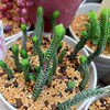 🌵多肉植物  新芽がモリモリのムスコーサ🌵