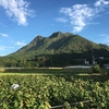 不安を抱える黒豆の枝豆（2018年10月8日）