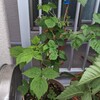 初心者向け鉢植えラズベリー選手権【６月１日経過報告】