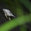 白川 鳥撮り→金峰山