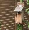 裏庭の巣箱からシジュウカラさんの雛が巣立ちました