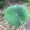 蓮葉シャワーで連想する　～I associate it with the lotus leaf shower.