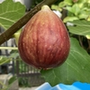庭の無花果（イチジク）