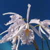 Cattleya maxima f.coerulea `Mauve Sky'    