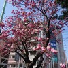 我孫子駅南口の八坂神社の八重桜