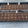 発芽したキャベツ苗、次の置き場へ移動しました🎵