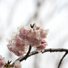上野恩賜公園の大寒桜　　その１＠東京都台東区上野公園・池之端