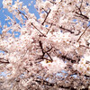 カナールの桜