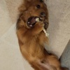 犬オモチャの脅威