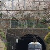 ＪＲ根岸線　横浜の桜と機関車　その１