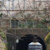 ＪＲ根岸線　横浜の桜と機関車　その１