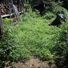暑くても、草刈り